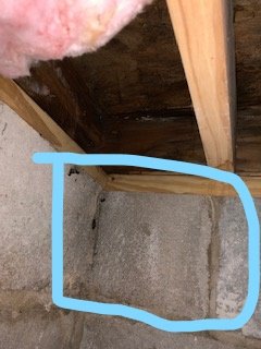 Termite Damange