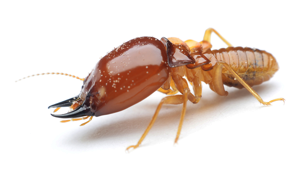 Pest Control